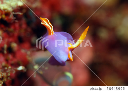 ウミウシ 50443996