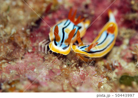 ウミウシ 50443997