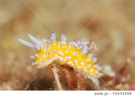 ウミウシ 50443998