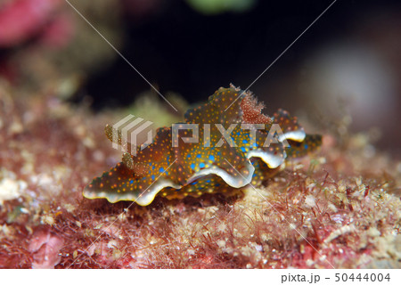 ウミウシ 50444004