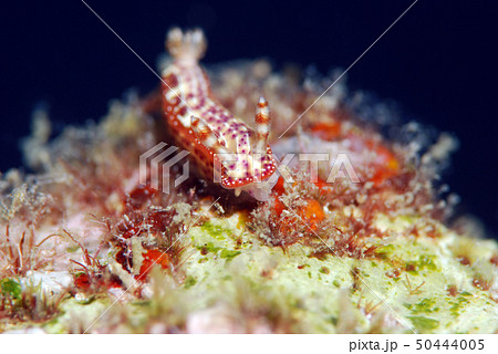 ウミウシ 50444005