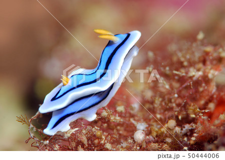 ウミウシ 50444006