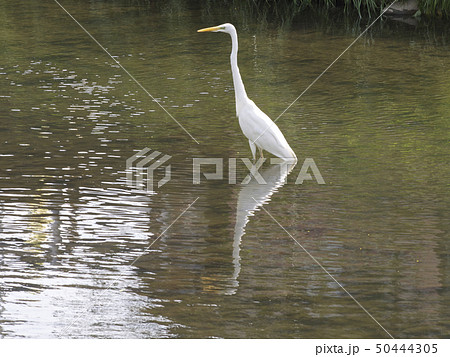 ダイサギ 50444305