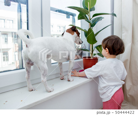 toddler boy with dog and plant near window 50444422