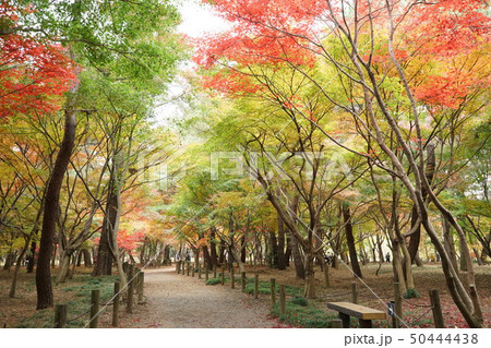 紅葉の公園 紅葉の公園 50444438