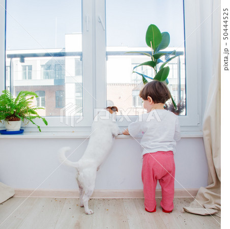 toddler boy with dog and plant near window 50444525
