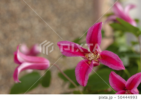 クレマチス(プリンセス・ダイアナ) クレマチス(プリンセス・ダイアナ) 50444993