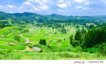 星峠の棚田 (7月) 星峠の棚田 (7月) 50445240