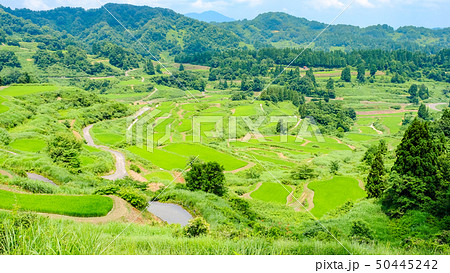 星峠の棚田 （7月） 50445242
