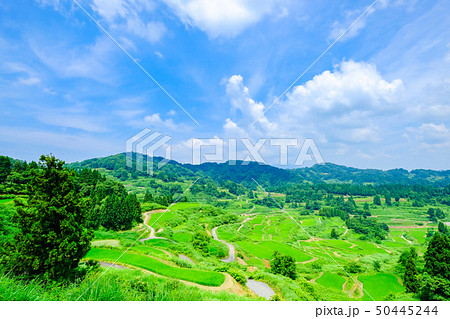 星峠の棚田 (7月) 星峠の棚田 (7月) 50445244