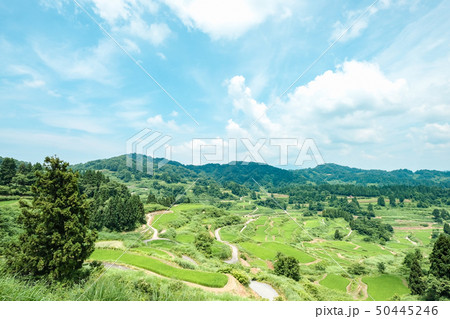 星峠の棚田 （7月） 50445246