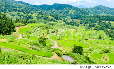 星峠の棚田 （7月） 50445252