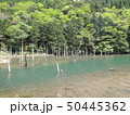 蒼霧鯉池 50445362