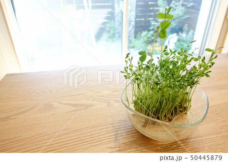 豆苗を自宅の窓辺で育てる 50445879