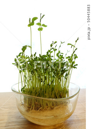 豆苗を自宅の窓辺で育てる 50445883