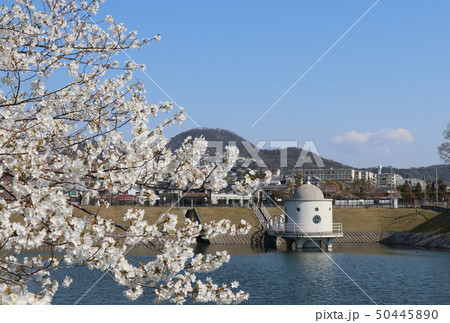 ニテコ池の桜 50445890