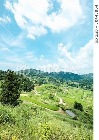 星峠の棚田 （7月） 50445904