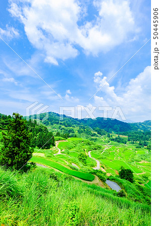 星峠の棚田 (7月) 星峠の棚田 (7月) 50445906
