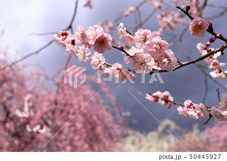 いなべ梅林公園　梅まつり 50445927