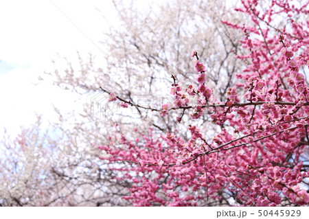 いなべ梅林公園　梅まつり 50445929