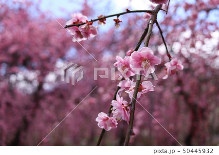 いなべ梅林公園　梅まつり 50445932