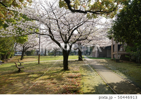 静かに咲く公園の桜 50446913