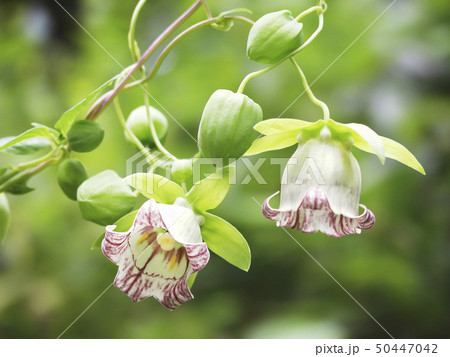 ツルニンジン　苫小牧市 50447042