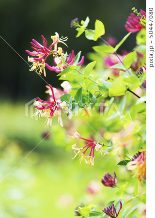 スイカズラ 百合が原公園 スイカズラ 百合が原公園 50447080