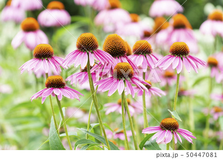 アカバナムシヨケギク 百合が原公園 アカバナムシヨケギク 百合が原公園 50447081