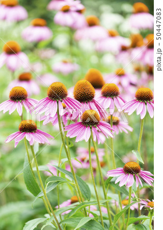 アカバナムシヨケギク 百合が原公園 アカバナムシヨケギク 百合が原公園 50447083