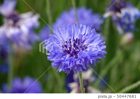 ヤグルマギク 50447681