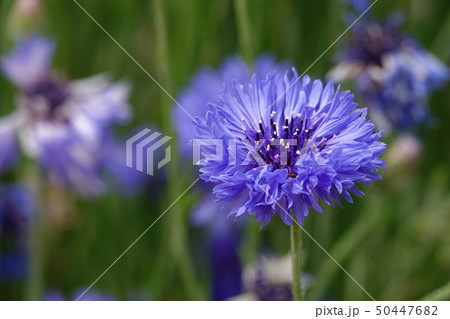 ヤグルマギク ヤグルマギク 50447682