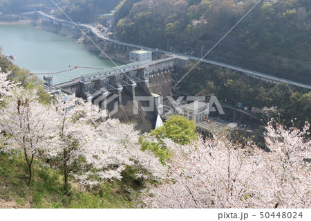 春の鹿野川ダム 春の鹿野川ダム 50448024