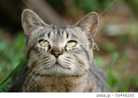 野良猫 野良猫 50448205