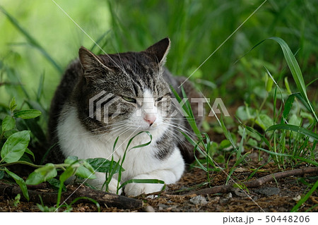 野良猫 50448206
