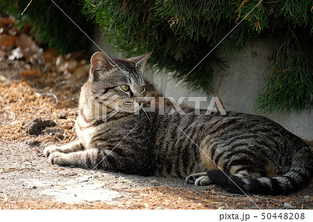 野良猫 野良猫 50448208