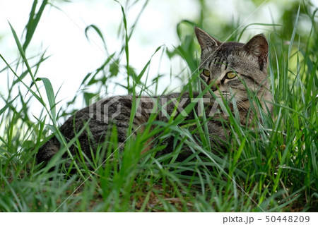 野良猫 野良猫 50448209