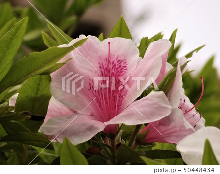 ツツジの開花 50448434