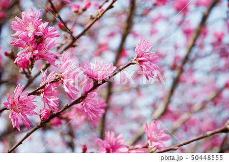 桜 50448555