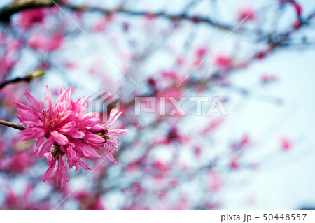 桜 桜 50448557