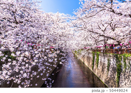 《東京都》目黒川の桜・桜の名所 《東京都》目黒川の桜・桜の名所 50449024