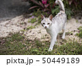 島ネコ 50449189