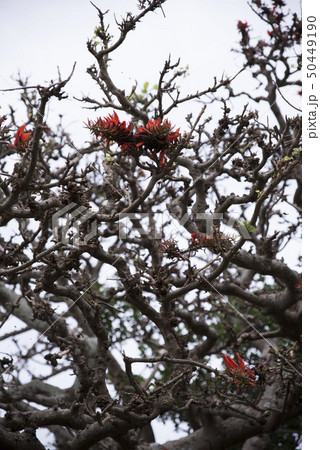デイゴの花 50449190