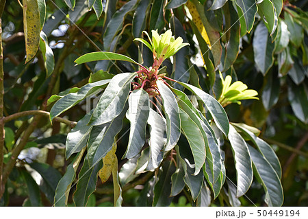 ユズリハ（5月上旬） 50449194