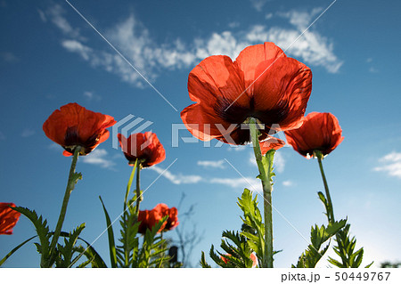 flowers flowers 50449767