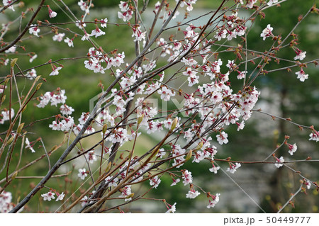 オクチョウジザクラの開花 福島県只見町 オクチョウジザクラの開花 福島県只見町 50449777