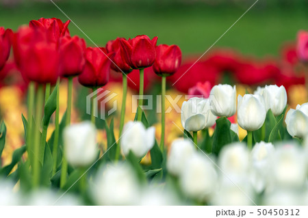Spring fields of blooming tulip. Beauty outdoor 50450312