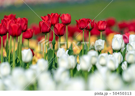 Spring fields of blooming tulip. Beauty outdoor 50450313