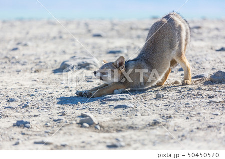 Fox in Patagonia 50450520