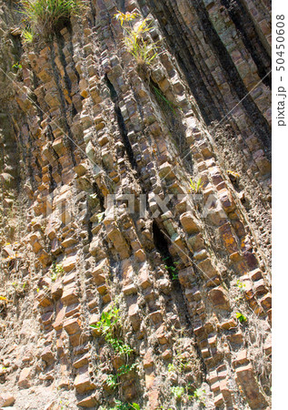 宍喰浦の化石漣痕 50450608